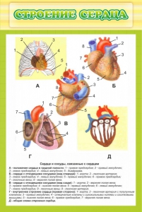 Стенд "Строение сердца" - fgospostavki.ru - Александров