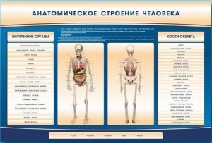 Электрифицированный стенд-тренажер c макетом скелета "Анатомическое строение человека" - fgospostavki.ru - Александров