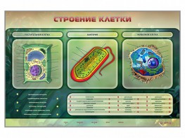Электрифицированный стенд "Строение клетки" с маркерными полями - fgospostavki.ru - Александров