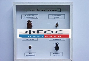 Коллекция "Семейство жуков" - fgospostavki.ru - Александров