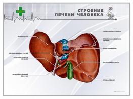 Стенд "Строение печени человека" - fgospostavki.ru - Александров