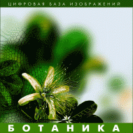 Ботаника. (Цифровая база изображений) - fgospostavki.ru - Александров