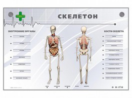 Электрифицированный стенд-тренажер "Скелетон" - fgospostavki.ru - Александров