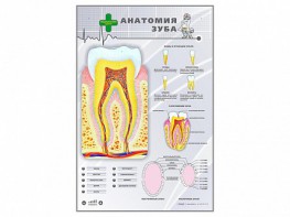 Электрифицированный стенд "Анатомия зуба" - fgospostavki.ru - Александров