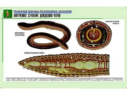 Рельефная таблица "Внутреннее строение дождевого червя" (формат А1, матовое ламинирование) - fgospostavki.ru - Александров