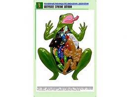 Рельефная таблица "Внутреннее строение лягушки" (формат А1, матовое ламинирование) - fgospostavki.ru - Александров