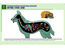 Рельефная таблица "Внутреннее строение собаки" (формат А1, матовое ламинирование) - fgospostavki.ru - Александров