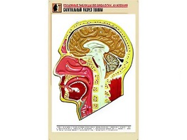 Рельефная таблица "Сагиттальный разрез головы" (формат А1, матовое ламинирование) - fgospostavki.ru - Александров