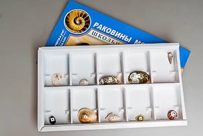 Коллекция "Раковины моллюсков" - fgospostavki.ru - Александров