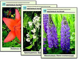 Гербарий фотографический "Основные группы растений" - fgospostavki.ru - Александров