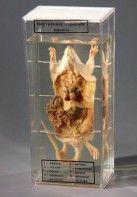 Влажный препарат "Внутреннее строение крысы" - fgospostavki.ru - Александров