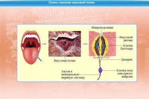 Интерактивные курсы. Биология 10 класс. Расширенный. - fgospostavki.ru - Александров