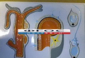Модель барельефная "Внутреннее строение гидры" - fgospostavki.ru - Александров