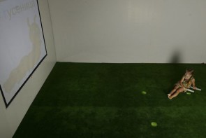 Интерактивная светозвуковая система “Лайт Бим” - fgospostavki.ru - Александров