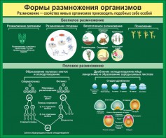 Стенд "Формы размножения организмов" - fgospostavki.ru - Александров