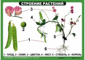 Комплект таблиц "Ознакомление с окружающим миром 1-4 класс" - fgospostavki.ru - Александров
