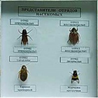 Коллекция энтомологическая "Представители отряда насекомых" - fgospostavki.ru - Александров