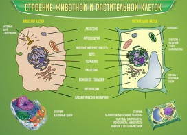 Стенд "Строение животной и растительной клеток" - fgospostavki.ru - Александров