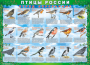 Комплект таблиц "Птицы России (4 листа)" (100х140 сантиметров, винил) - fgospostavki.ru - Александров