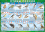 Комплект таблиц "Птицы России (4 листа)" (100х140 сантиметров, винил) - fgospostavki.ru - Александров