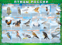 Комплект таблиц "Птицы России (4 листа)" (100х140 сантиметров, винил) - fgospostavki.ru - Александров